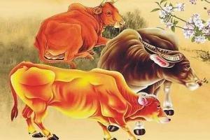 2025年生肖运势：1949年属牛人事业运势