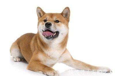 2025年生肖运势：1970年属狗人健康运势