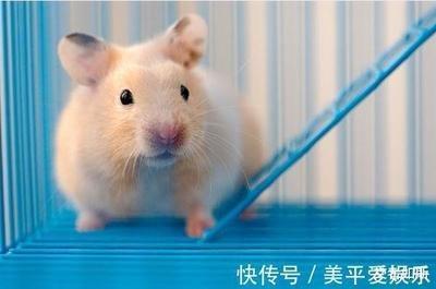 2025年生肖运势：1972年属鼠人健康运势