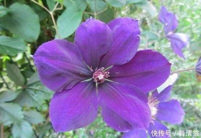 2025年5月份哪个生肖桃花最旺 旺到让人羡慕