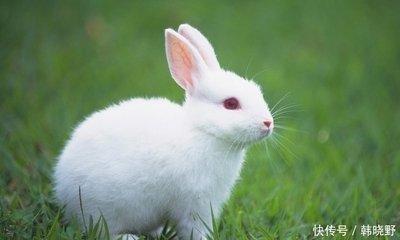 2026年生肖运势：1987年属兔人健康运势