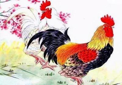 2025年生肖运势：2005年生肖鸡的感情运势