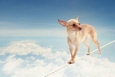 94年属狗人的命运 一生中会有什么样的发展 94年属狗人的命运 一生中会有什么样的发展