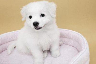 94年属狗人的命运 一生中会有什么样的发展 94年属狗人的命运 一生中会有什么样的发展