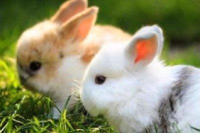 2026年生肖运势：2026年属兔人事业运势