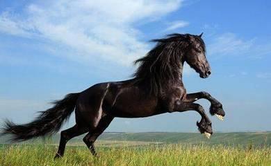 2025年生肖马几月桃花运最旺 脱单希望最大