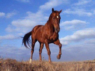 2025年生肖马犯太岁 会有好运吗