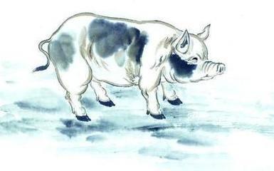 95年出生是什么生肖 95的属猪人今年运气怎样