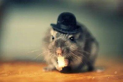 2026年生肖鼠几月健康运势最差 易招病灾 2026年生肖鼠几月健康运势最差 易招病灾