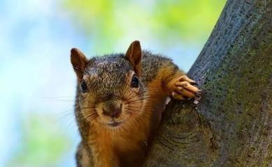 2025年生肖鼠本命年 哪些运势最差