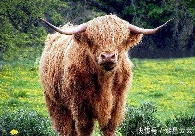 2025年生肖鼠的幸运色是什么 对运势有何帮助
