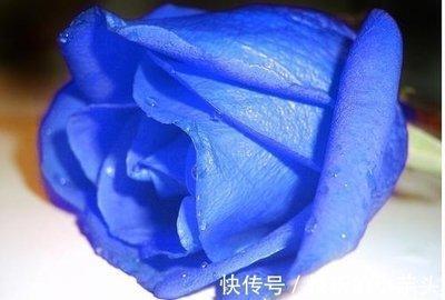 95年的猪是什么命 1995年属猪人的命运分析