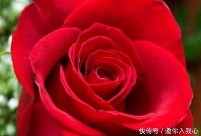 2025年生肖龙几月桃花运最旺 脱单希望最大