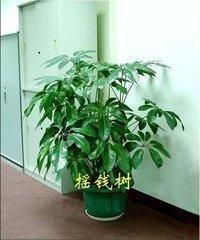不利财运的物品 家里如果有要尽早处理掉