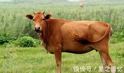 97年属牛女性最佳配偶是什么属相白头到老