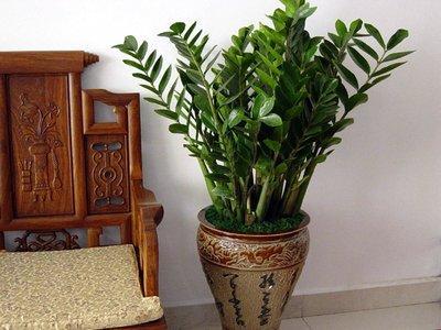 不同品种的办公室植物对于办公室风水有何影响