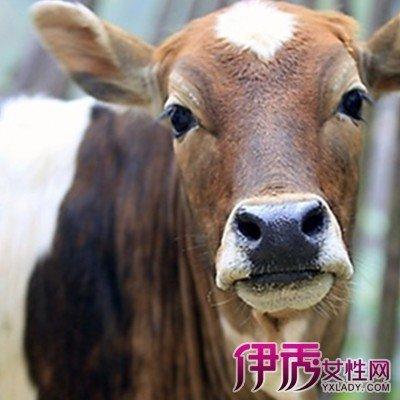 97年属牛的和什么属相最配 这些生肖真配属牛人