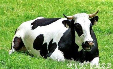 不同季节出生的属牛人性格和脾气性格