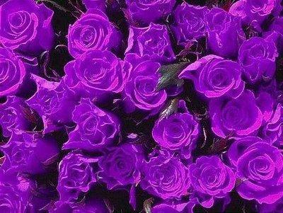 不同年份出生的属猪人命运不同 在明年的运势也有差异 不同年份出生的属猪人命运不同 在明年的运势也有差异