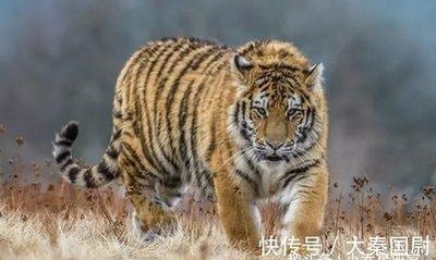 98年属虎农历十月出生最好吗几月命好