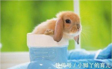 99年的属什么 1999年的属兔人一生运势如何