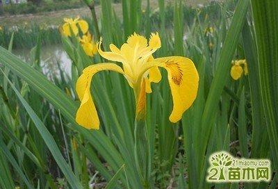 不同颜色的鸢尾花花语不同 风水效应也不同！