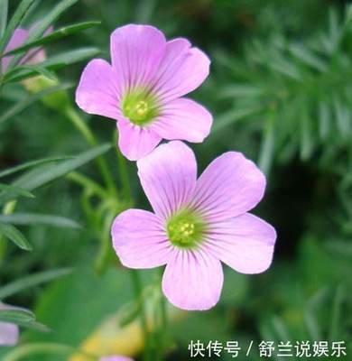 不孝是指那个生肖 这几个生肖不孝顺
