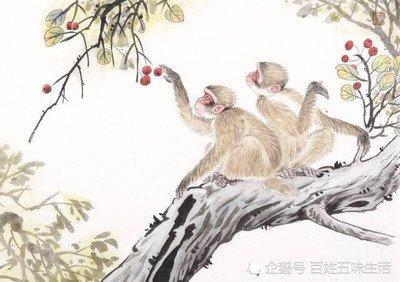 不慌不忙生肖 做事非常有条理的是啥生肖