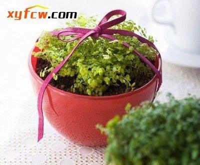 不正确的风水植物摆放是否会带来霉运