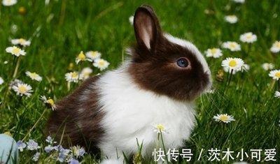 2025年美梦能成真的生肖 好运常在心想事成