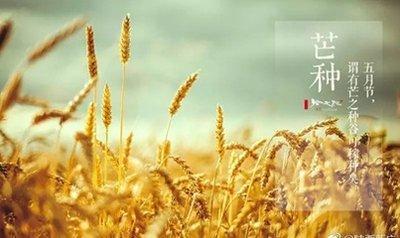 2025年芒种是几月几日，2025年芒种是哪天