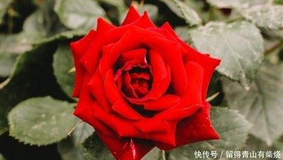 2月麻烦多3月运势好，这三个生肖能收获爱情和财富