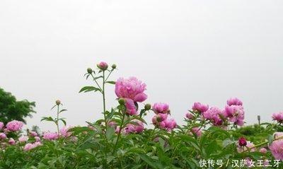 2025年财运旺的生肖 蛇年什么生肖财运好