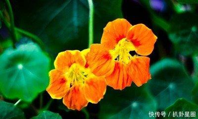 2025年财运进门 事业转运 收入增加的生肖