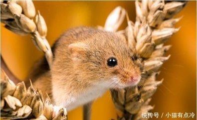 3大生肖下个月如何提高自己的运气