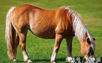 与马相合的生肖 属马人与什么生肖配对好