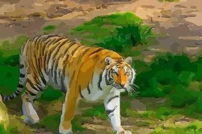 丑时属虎人的命运 属虎丑时生人怎么样