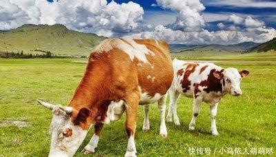 丑牛在2025年中哪些月份里运势好