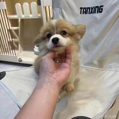专家教你如何给宠物店起合适的名字