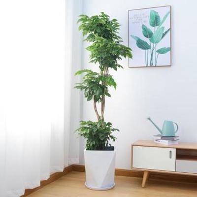专家解密 室内摆放植物的风水学识