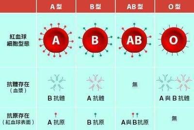 o型血和a型血(o型血和a型血能生出ab型吗)