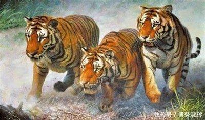 2025年金虎运势 2025虎的运势和财运