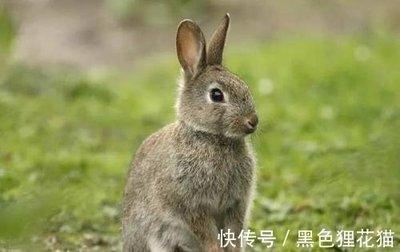 丢三落四生肖 经常都会丢三落四的是哪些生肖