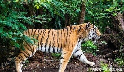 2025年需要防小人的生肖 言行举止都应谨慎