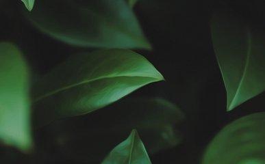 两条感情线图解大全 有两条感情线好不好