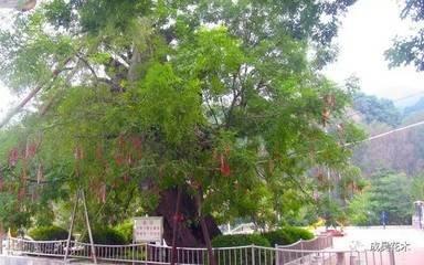 个人风水要注意什么(虎地风水要注意什么)