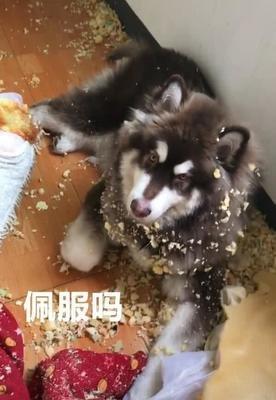 一片狼藉是什么意思(一片狼藉是什么意思狼狈不堪)