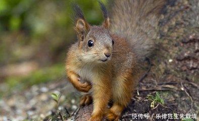 一生不忧愁的动物生肖 生活无烦恼的生肖