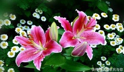 一生不愁吃穿的生肖 这些生肖的人能享福