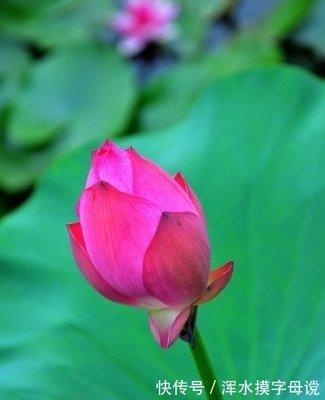 2026年马年五行属什么 什么月份出生的属鼠人好